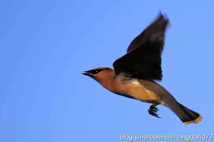 雪松太平鸟（5）