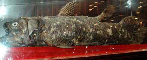 鱼类活化石：矛尾鱼