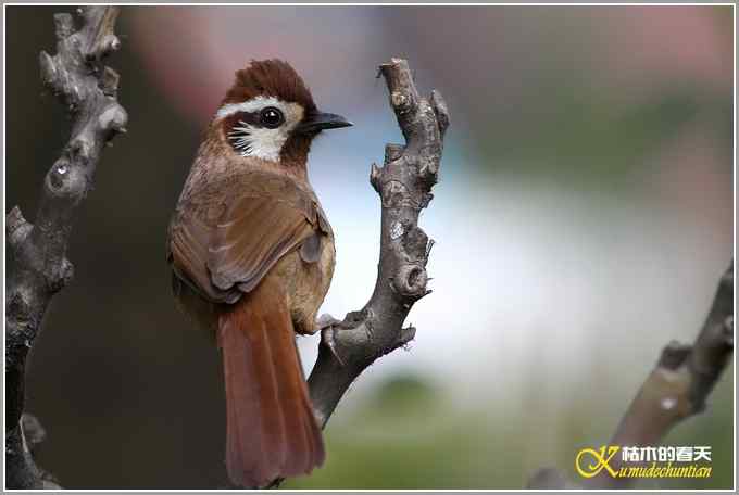 俗鸟鈥湴准赵腽题潯菊掌