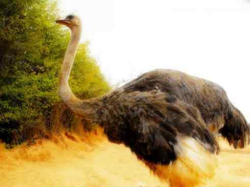 家禽驯化之源之十二