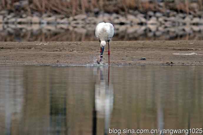 北京南海子公园的鸟类——吃早餐的东方白鹳（1）