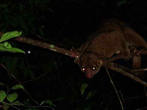 十大喜食蜂蜜动物：蜜熊