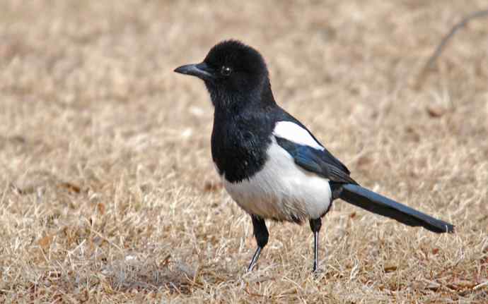 北京植物园赏鸟（十七），喜鹊（组图）