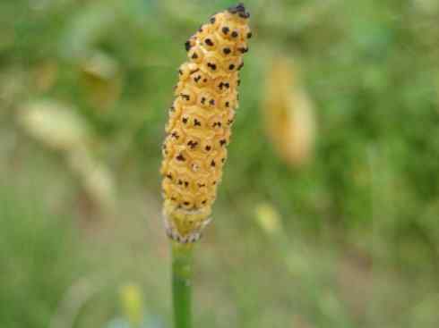 鱼类活化石：匙吻鲟科