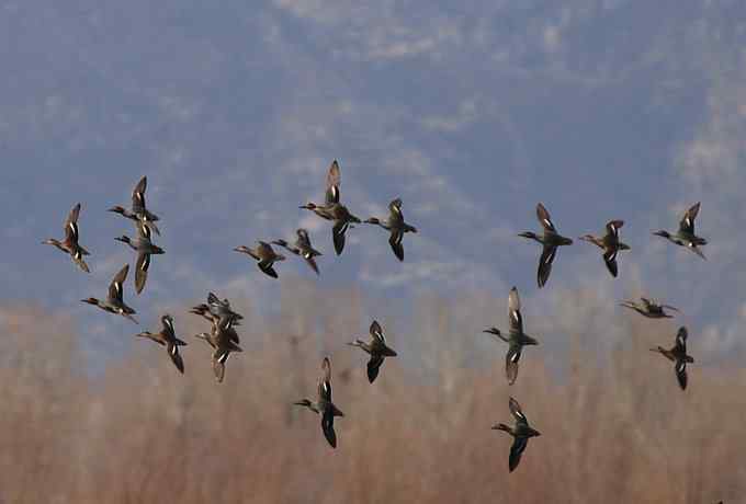 野鸭湖雁鸭翔飞 野鸭湖雁鸭翔飞