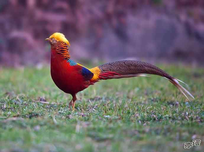 红腹锦鸡 wbr路 wbr有望当选为国鸟的鸟 红腹锦鸡 wbr路 wbr有望当选为国鸟的鸟