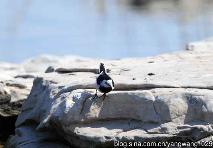 湖畔的白鹡鸰 wbr1