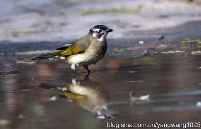 白头鹎bei（白头翁）
