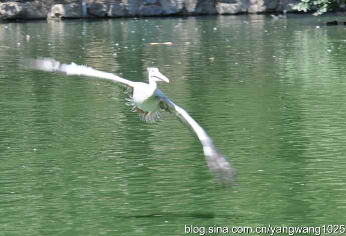 再拍大鹈鹕 wbr2