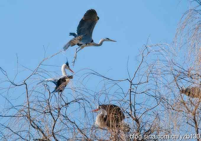 翠湖繁殖羽（组图，12张图片）
