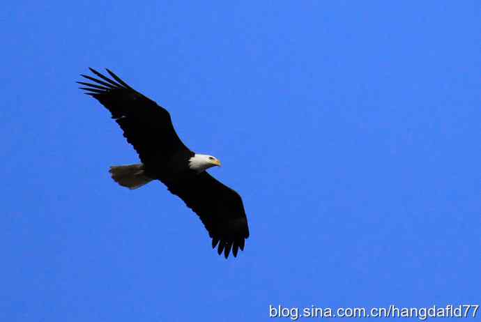 雄鹰在这里展翅飞过