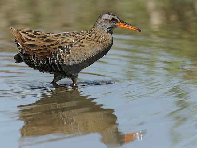 沙河水库de秧鸡很厚道