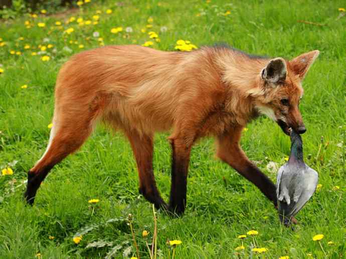 犬科:犬亚科鬃狼属的鬃狼 犬科:犬亚科鬃狼属的鬃狼