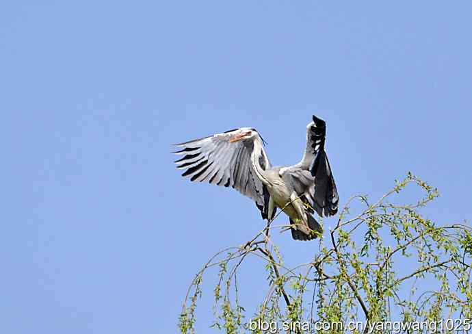 北京上庄水库拍鸟收获——（苍鹭）4