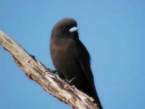 雀鸟也彪悍：空中精灵(燕鵙科)