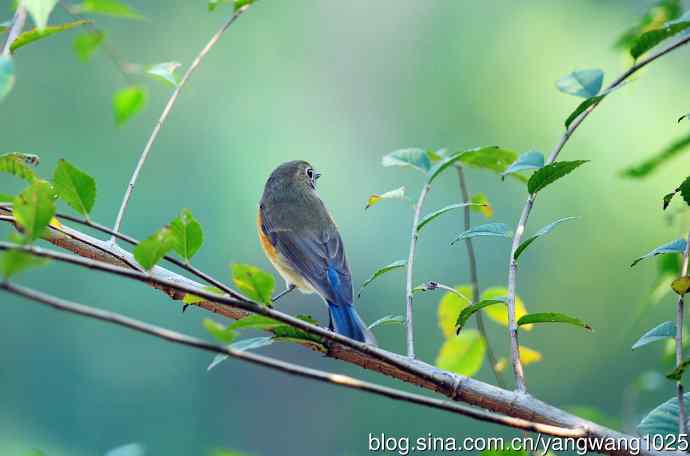 雌性红胁蓝尾鸲 雌性红胁蓝尾鸲