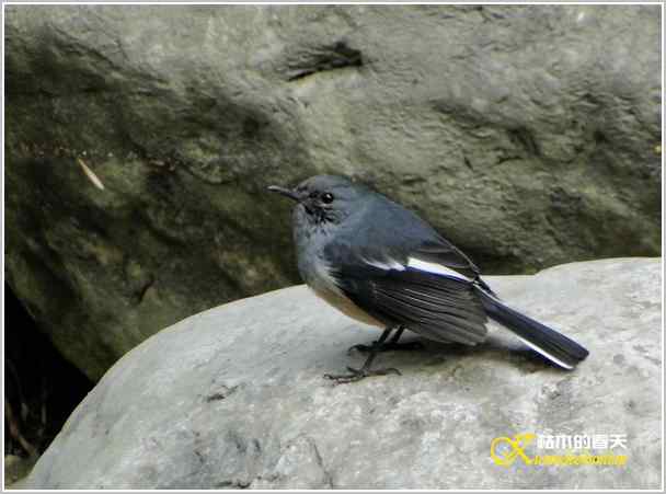 鈥湸蚰疋澦嫦搿菊掌