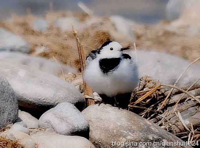爱干净的小鹡鸰(十渡) 爱干净的小鹡鸰(十渡)