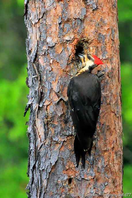 红冠啄木鸟(3) 红冠啄木鸟(3)