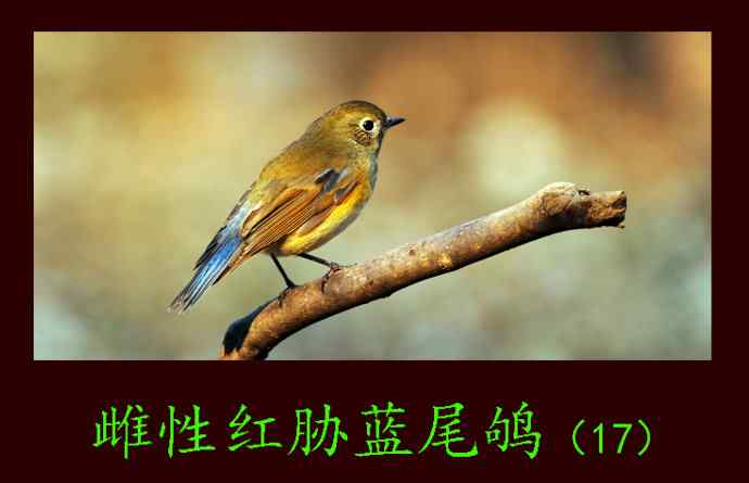 雌性红胁蓝尾鸲（17）