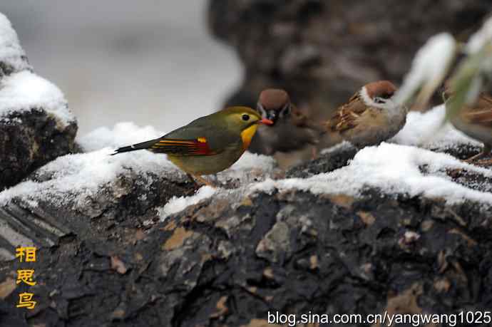 雪中相思鸟 wbr1