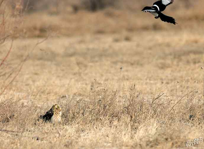 官厅水库&nbsp;wbr路&nbsp;wbr被喜鹊驱赶的短耳鸮