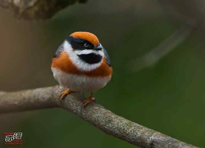 洋县的红头长尾山雀