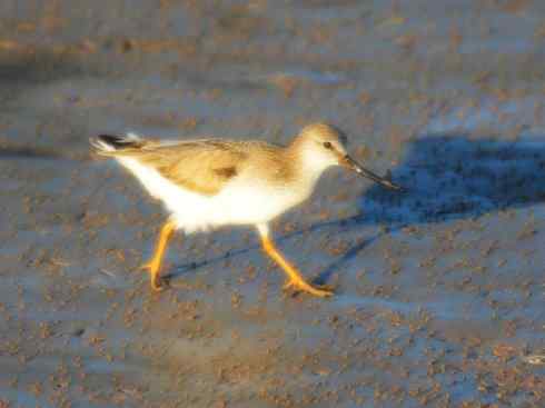 猎奇：奇特的鸟喙之五