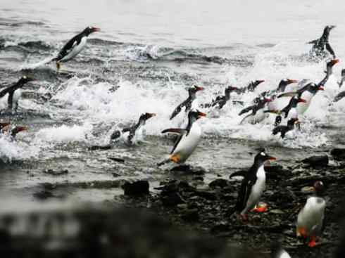 鸟类之最:巴布亚企鹅 鸟类之最:巴布亚企鹅