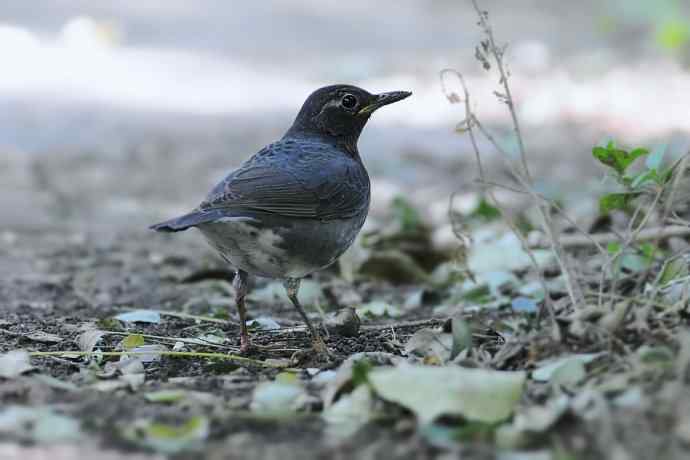 【新鸟】黑胸鸫和乌灰鸫