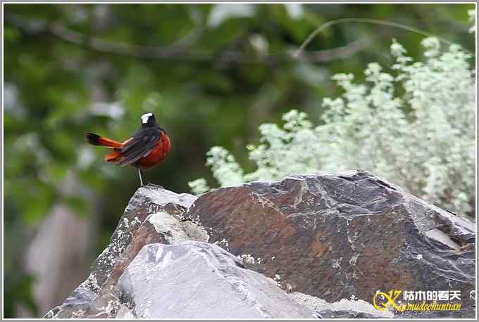 川西高原行&bull;拍鸟【照片】