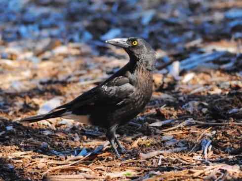 雀鸟也彪悍：战斗机（黑背钟鹊）