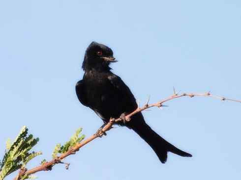 雀鸟也彪悍：黑侠（黑卷尾）