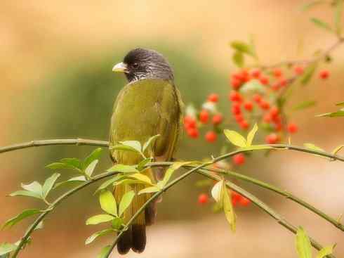 家禽驯化之源之三十（红耳鹎、领雀嘴鹎）