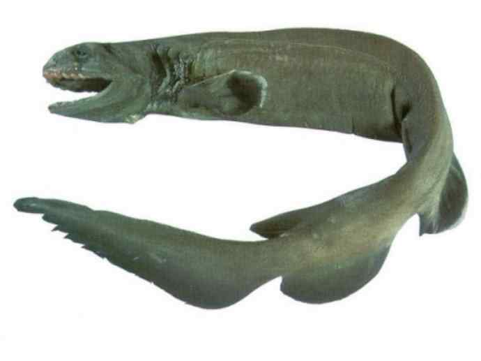 鱼类活化石：皱鳃鲨