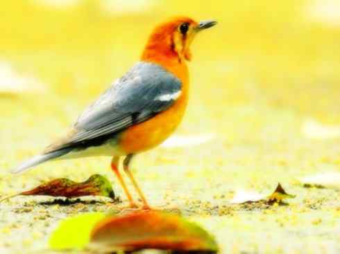 美丽无罪：雀鸟之矶鸫