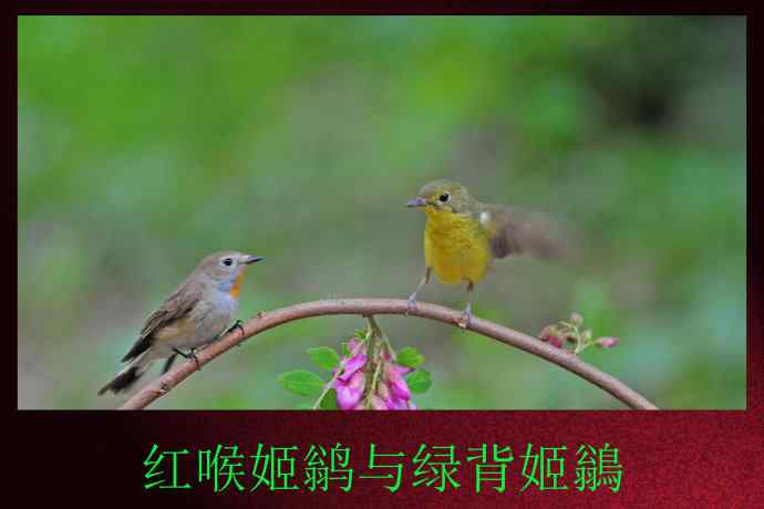 红喉姬鹟与绿背姬鶲