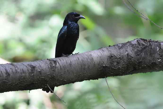 【新鸟】黑眉苇莺.发冠卷尾.巨嘴柳莺 【新鸟】黑眉苇莺.发冠卷尾.巨嘴柳莺