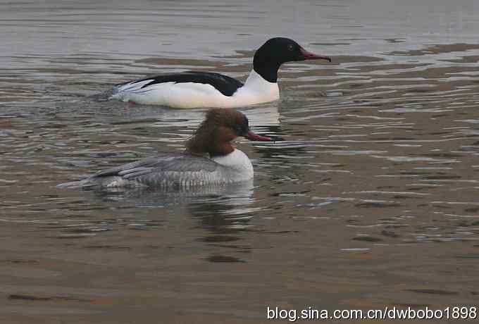 鸟友再聚白河湾 鸟友再聚白河湾