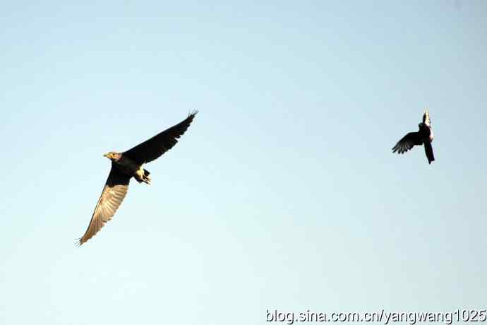 飞翔（夜鹭） wbr1