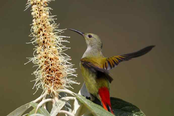 因太阳而更加美丽，因红尾而呈上吉祥