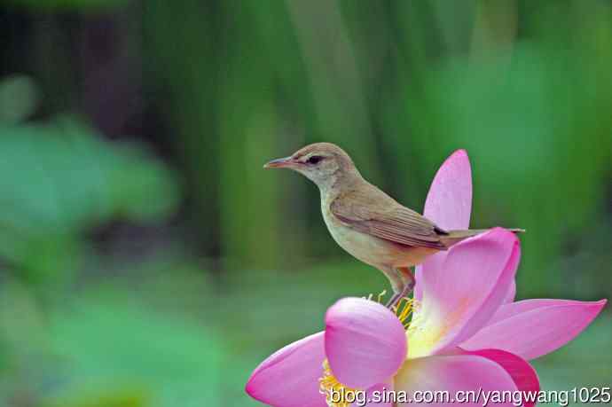 东方大苇莺与荷花（8）