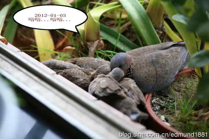 珠颈斑鸠育儿记