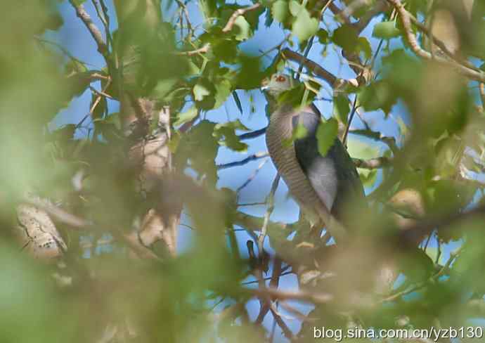 珍品褐耳鹰（组图，5张图片）