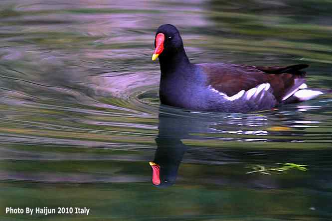 【亚平宁半岛之旅 wbr. wbr趣拍黑水鸡】