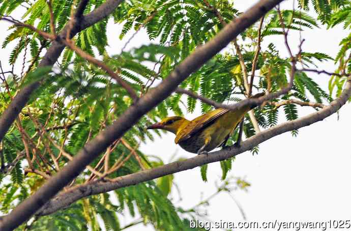 黄鹂（1）