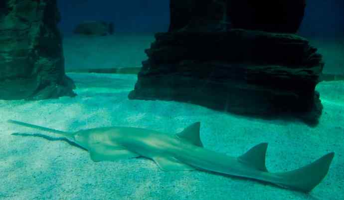 鱼类活化石:锯鳐 鱼类活化石:锯鳐