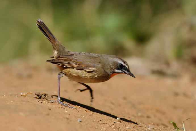 秋季迁徙鸟：红喉歌鸲*