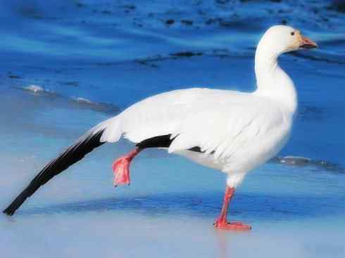 欣赏：美丽的雁