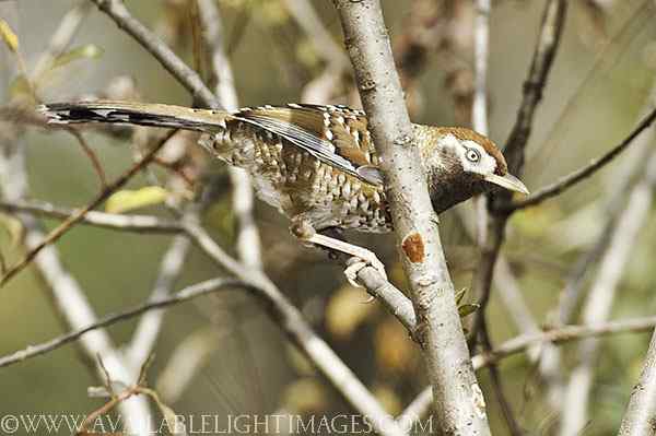 白点鹛和斑背躁鹛的区别